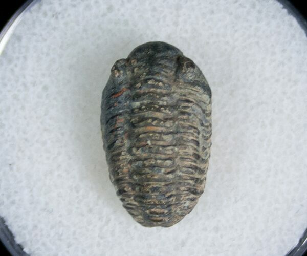 Bargain Phacopid Trilobite From Morocco #7003